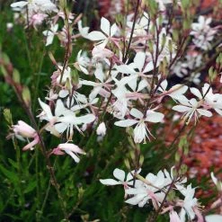 Shrubs Oenothera (Gaura) Lindheimeri Belleza White - 85mm Border Plants