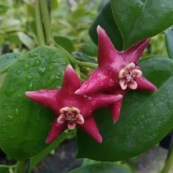 Indoor Garden Hoya Coronaria Red Wax Flower