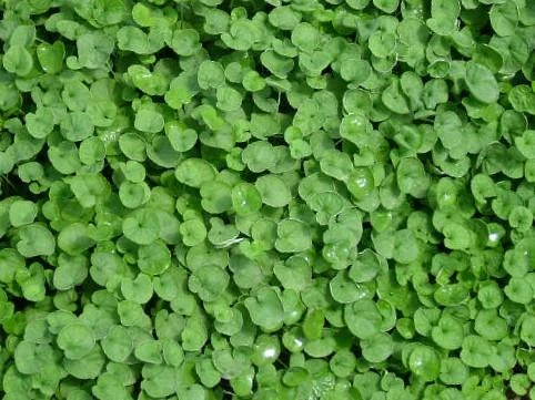 Shrubs Ground Covers Dichondra Repens 7 Shrubs Ground Covers Dichondra Repens