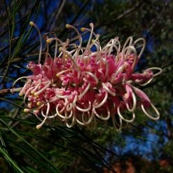 Shrubs Grevillea X Coconut Ice