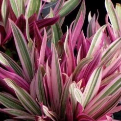 Shrubs Tradescantia Dwarf Variegated Rhoeo Discolour Pink Border Plants