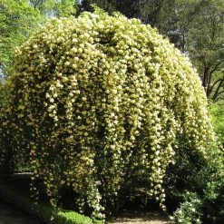 Shrubs Full Sun Rosa Banksiae Lutea