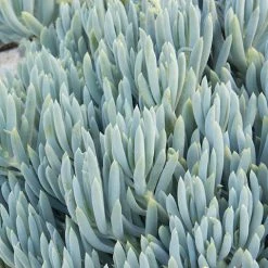 Succulents Senecio Serpens Blue Chalksticks Dwarf Border Plants