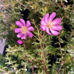 Shrubs Bauera Rubioides Hedging Plants