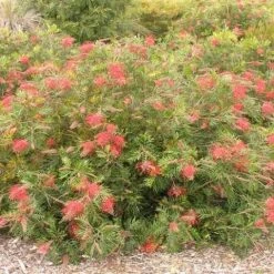 Hedge Shrubs Grevillea Robyn Gordon