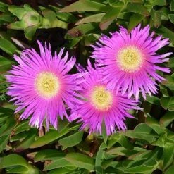 Succulents Carpobrotus Glaucescens Full Sun