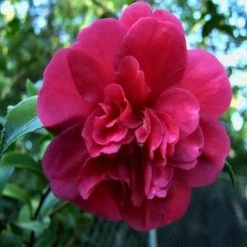 Hedge Camellia Sasanqua 'Bonanza' (cerise-red Flower) Shrubs