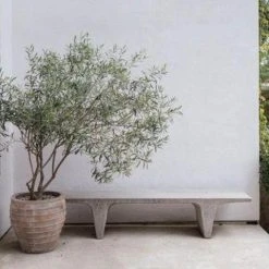 Shrubs Helena Heritage Olive Tree