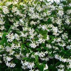 Hedge Star Jasmine Hedging Or Ground Cover Pack Hedging Plants