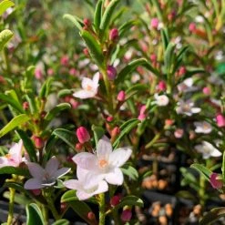 Shrubs Philotheca Myoporoides Winter Rouge