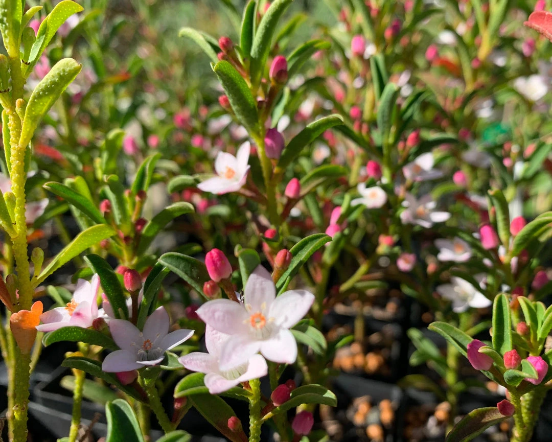 Shrubs Philotheca Myoporoides Winter Rouge 4 Shrubs Philotheca Myoporoides Winter Rouge