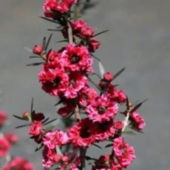 Shrubs Hedging Plants Leptospermum Scoparium Burgundy Queen