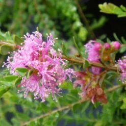 Shrubs Melaleuca Thymifolia Cotton Candy 8 Shrubs Melaleuca Thymifolia Cotton Candy