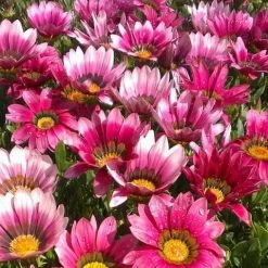 Shrubs Border Plants Gazania Rigens Pink ❤️ 11 Shrubs Border Plants Gazania Rigens Pink ????