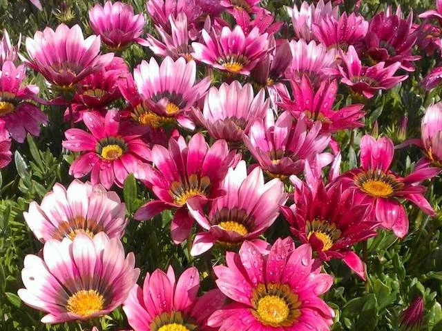Shrubs Border Plants Gazania Rigens Pink ❤️ 6 Shrubs Border Plants Gazania Rigens Pink ????