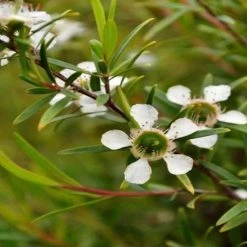 Shrubs Leptospermum Lemon Frost