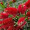 Shrubs Callistemon Citrinus Endeavour Full Sun 1 Shrubs Callistemon Citrinus Endeavour Full Sun