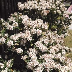 Hedge Rhaphiolepis Intermedia