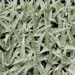 Succulents Aloe White Beauty - Pot + Plant Full Sun