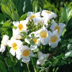 Hedge Hedging Plants Radermachera "Summer Scent"