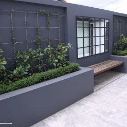 Hedge Murraya Min-a-Min Dwarf Hedging Pack