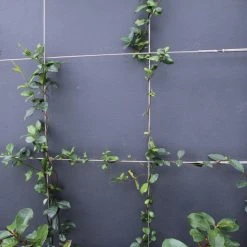 Hedge Star Jasmine Hedging Or Ground Cover Pack Hedging Plants