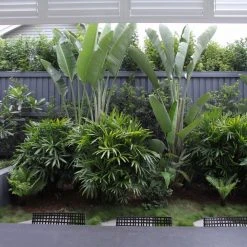 Shrubs Strelitzia Nicolai Giant 'White Bird Of Paradise'