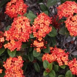 Shrubs Ixora Coral Malay