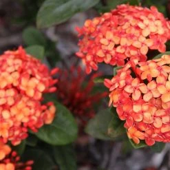 Shrubs Ixora Coral Malay