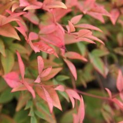 Hedge Nandina Domestica Nana