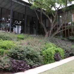 Shrubs Phyllanthus Multiflorus