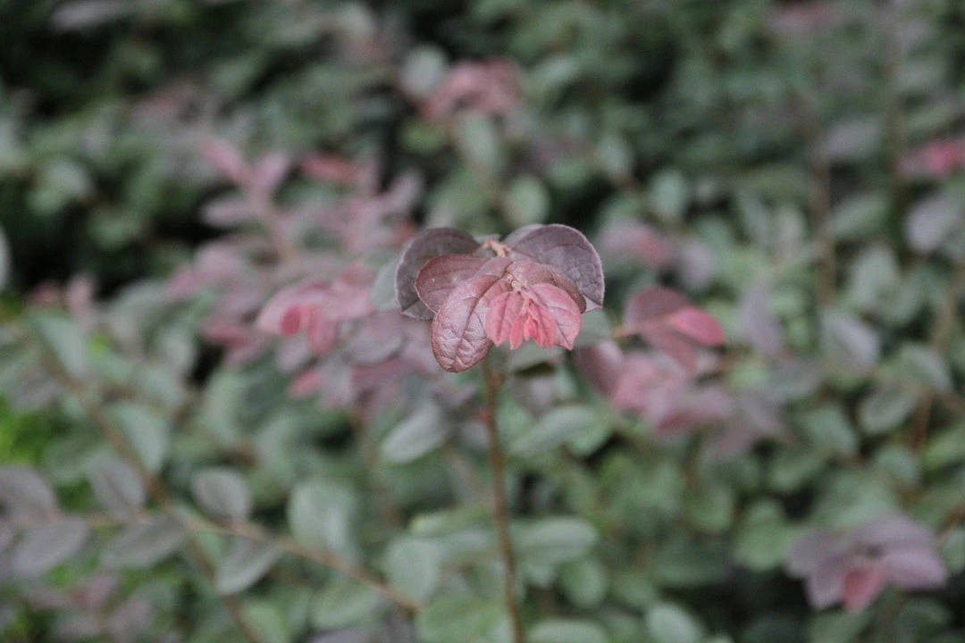 Hedge Loropetalum Chinense "China Pink" Shrubs 10 Hedge Loropetalum Chinense "China Pink" Shrubs