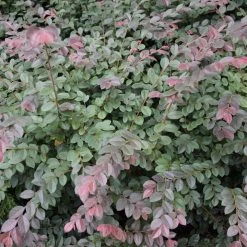Hedge Loropetalum Chinense "China Pink" Shrubs 15 Hedge Loropetalum Chinense