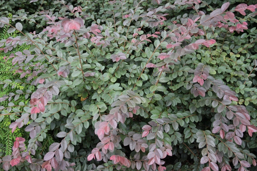 Hedge Loropetalum Chinense "China Pink" Shrubs 7 Hedge Loropetalum Chinense "China Pink" Shrubs