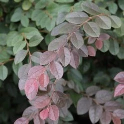 Hedge Loropetalum Chinense "China Pink" Shrubs 16 Hedge Loropetalum Chinense