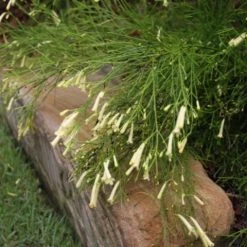 Shrubs Full Sun Russelia 'Lemon Falls'