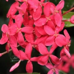 Shrubs Ixora Pink Malay
