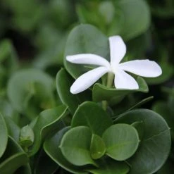 Hedge Carissa Grandiflora 'Desert Star'