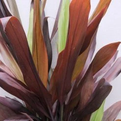 Shrubs Full Sun Cordyline Fruticosa 'Negra'