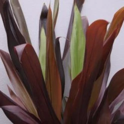 Shrubs Full Sun Cordyline Fruticosa 'Negra'