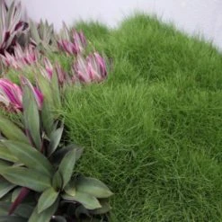 Shrubs Full Sun Zoysia Tenuifolia 'No-Mow' Grass Groundcover Pack