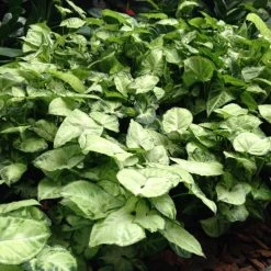 Indoor Garden Shrubs Syngonium Podophyllum Pixie