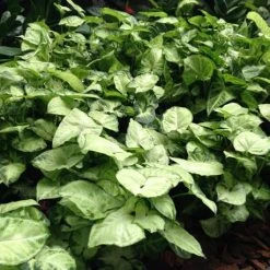 Indoor Garden Green Wall Pack - Indoors 17 Indoor Garden Green Wall Pack - Indoors