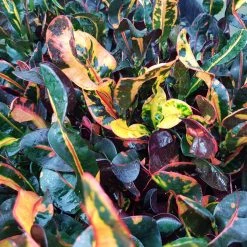 Shrubs Croton 'Mammy'