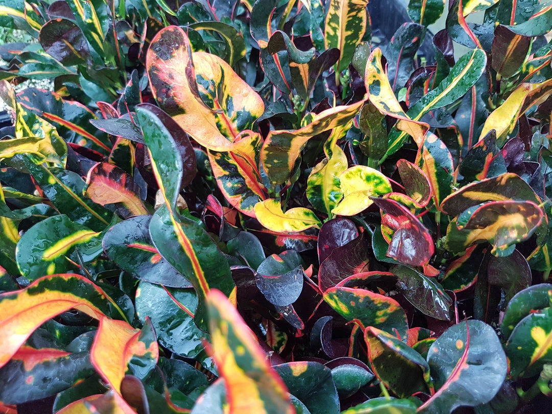 Shrubs Croton 'Mammy' 4 Shrubs Croton 'Mammy'
