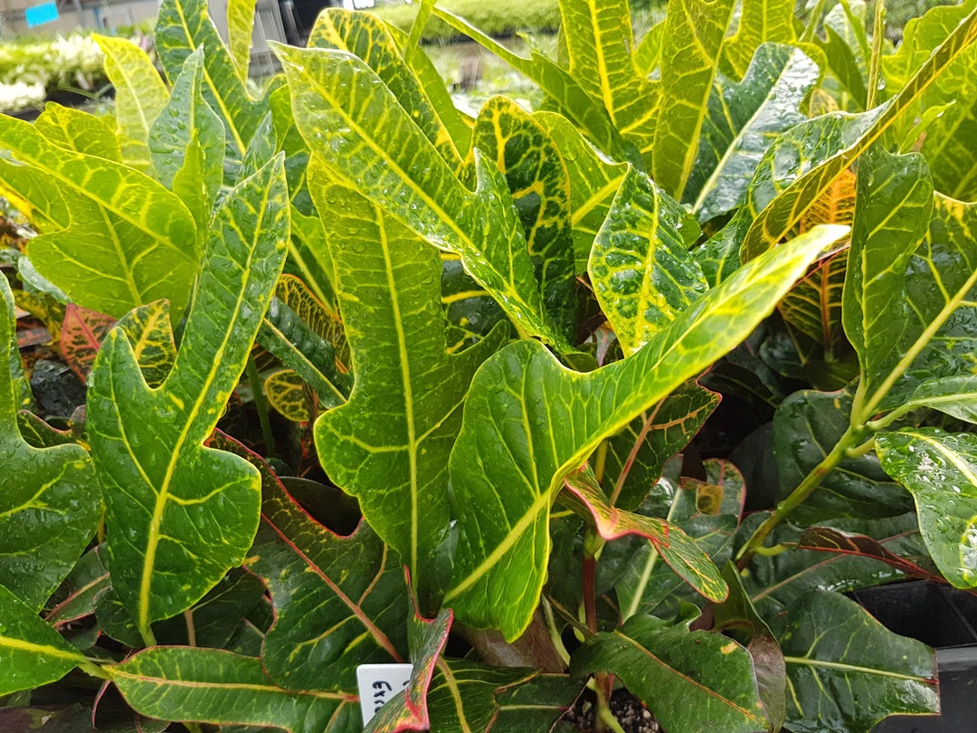 Shrubs Croton Excellent Border Plants 6 Shrubs Croton Excellent Border Plants