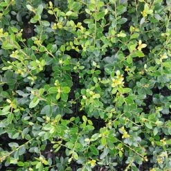 Plants In A Box Full Sun Japanese Holly Upright (Ilex Crenata Schwoebel) 9 Plants In A Box Full Sun Japanese Holly Upright (Ilex Crenata Schwoebel)