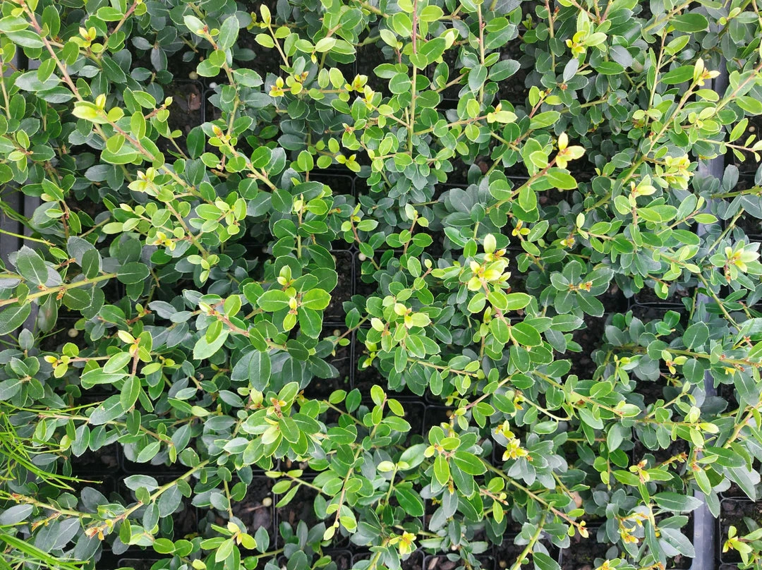 Plants In A Box Full Sun Japanese Holly Upright (Ilex Crenata Schwoebel) 5 Plants In A Box Full Sun Japanese Holly Upright (Ilex Crenata Schwoebel)