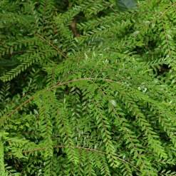 Shrubs Phyllanthus Multiflorus