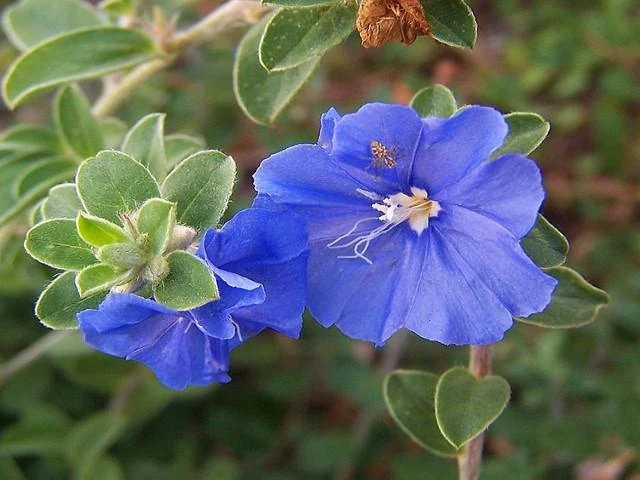 Shrubs Evolvulus Pilosus Blue 6 Shrubs Evolvulus Pilosus Blue